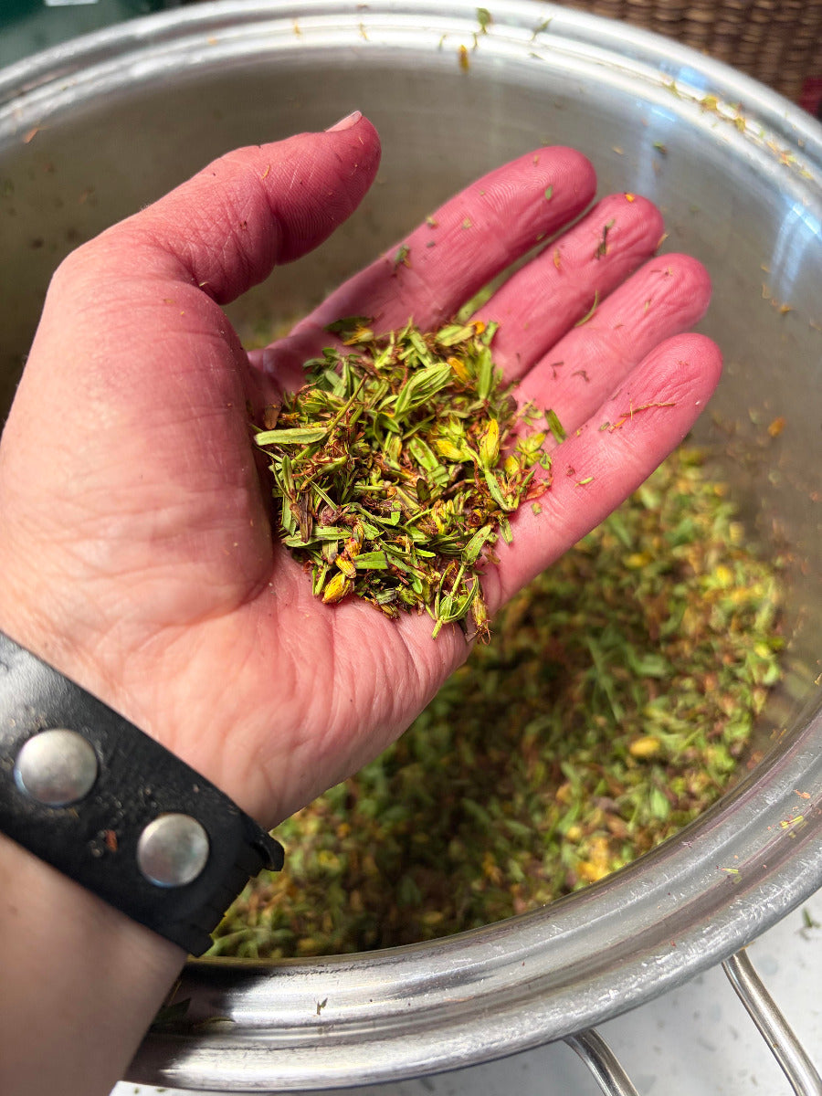 A hand holding a small pile of dried St John's Wort  flowers above a large metal pot filled with the same dried botanical mixture.