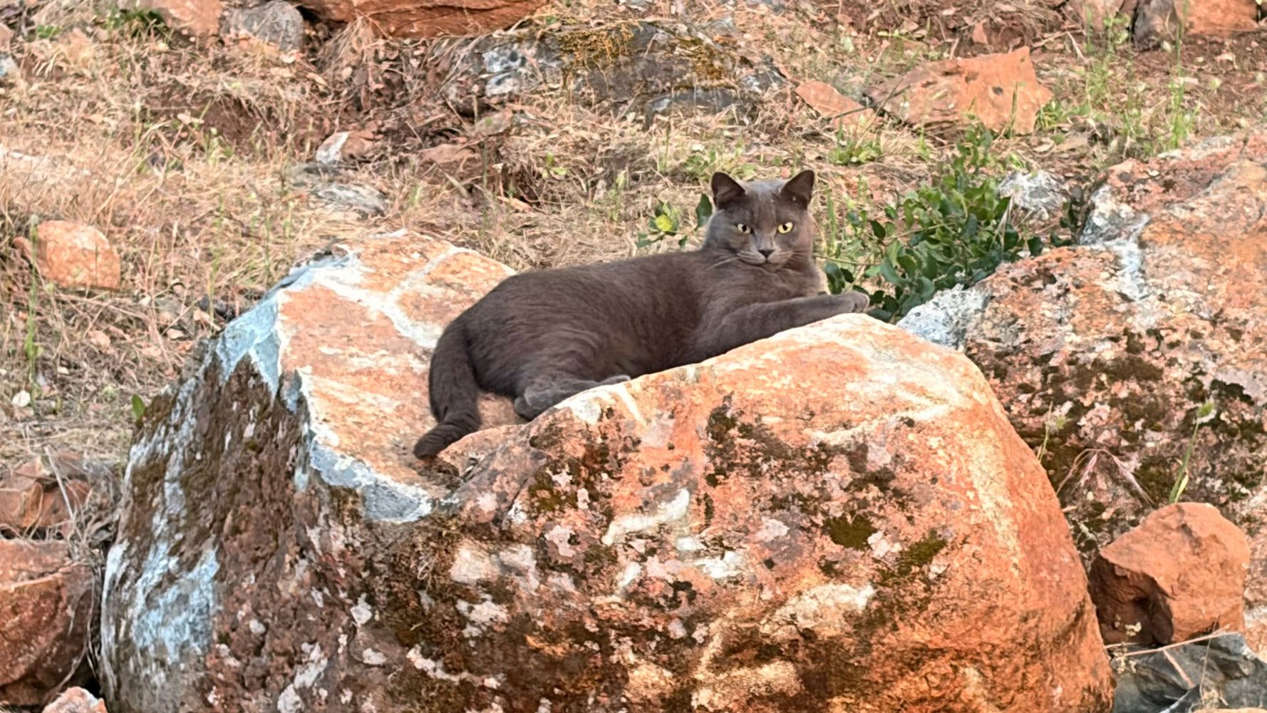 Stella Blue on her sunset rock